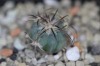 Echinocactus horizonthalonius PD 75